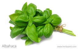 [139] ALBAHACA