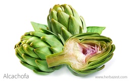 [273] ALCACHOFA