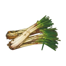 [153] CEBOLLA RAMA SUCIA