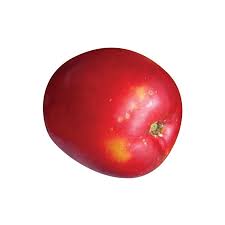 [333] CIRUELA CRIOLLA