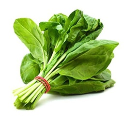 [297] ESPINACA CRIOLLA