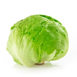 [143] LECHUGA BATAVIA