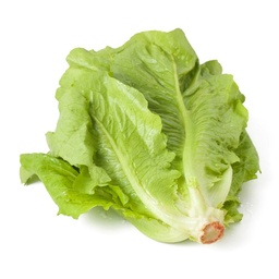 [125] LECHUGA ROMANA