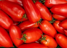 [48] TOMATE SARMANZANO