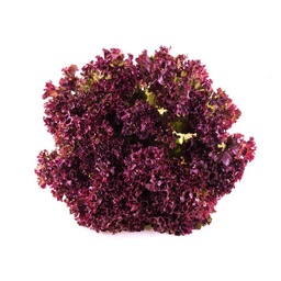 [7] LECHUGA HIDROPONICA MORADA