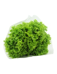 LECHUGA CRESPA HIDROPONICA CAPUCHON